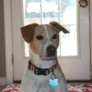 Sarah's Puppy Patrol